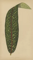 Pavetta Borbonica